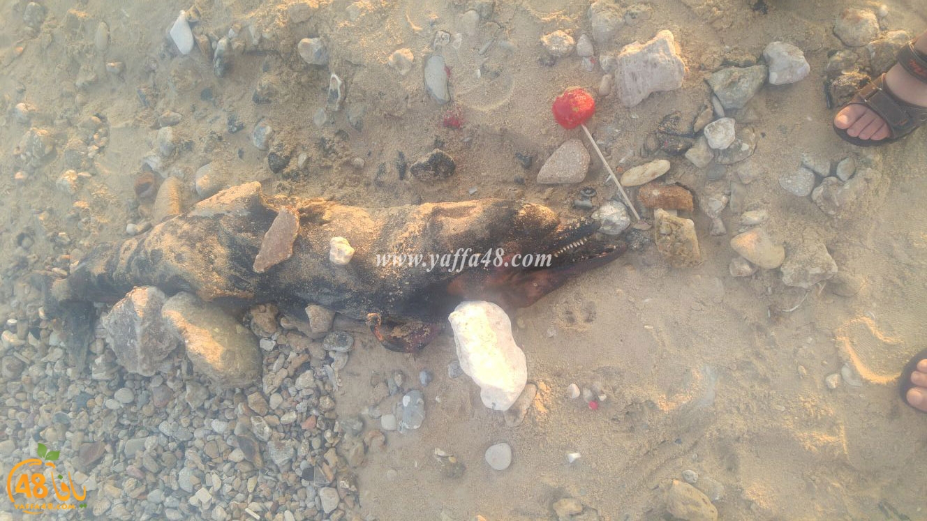 dolphin yaffa ajaomi (1).jpg